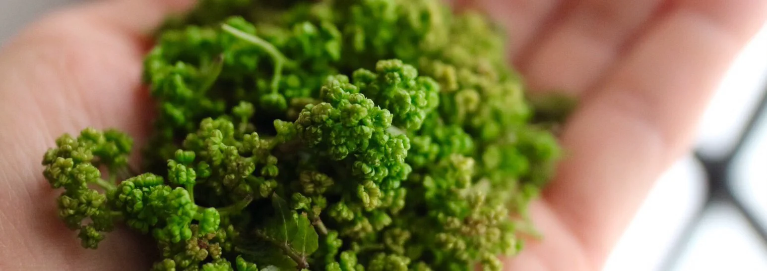 西麻布 そば割烹さとう